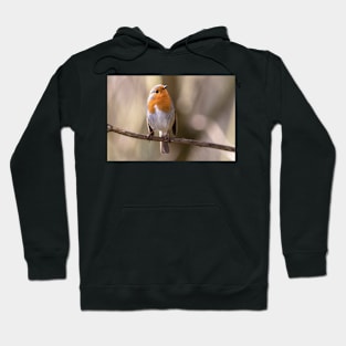 Robin gaze Hoodie